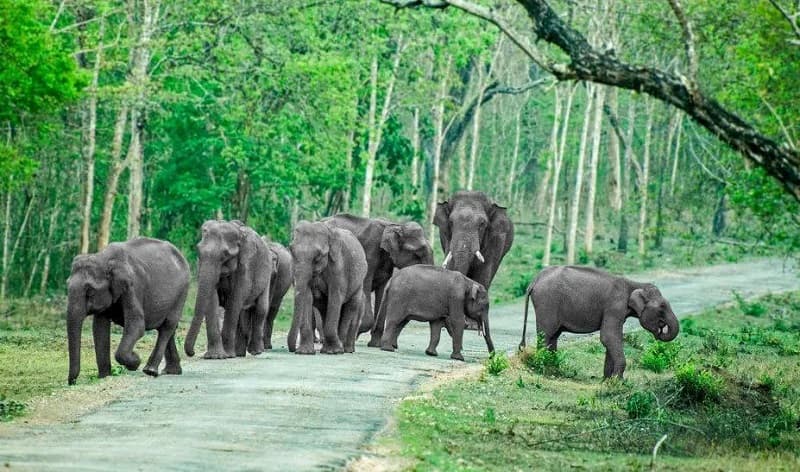 Assam's Human-Elephant Crisis: A Blueprint for Sustainable Conservation