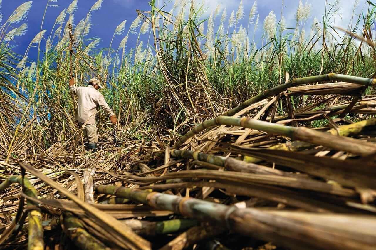 Global Sugar Surplus Drives Market Decline Amid Production Surge
