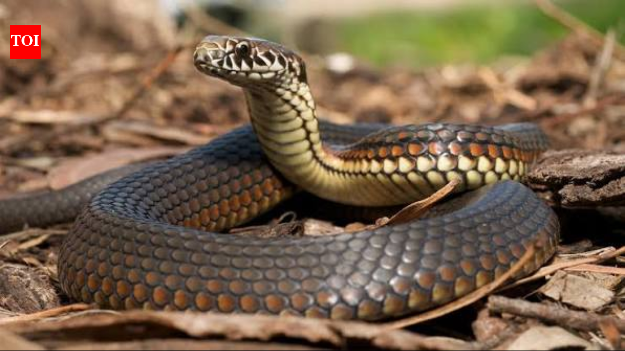 Snake spines are more complex than human ones, new study finds