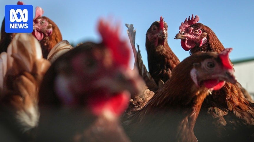 H5 Bird Flu Suspected in NSW: Poultry Industry on Alert